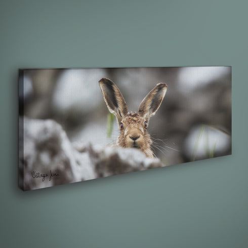 PANORAMIC - CAUGHT SHORT HARRY - 1.2m x 50cm